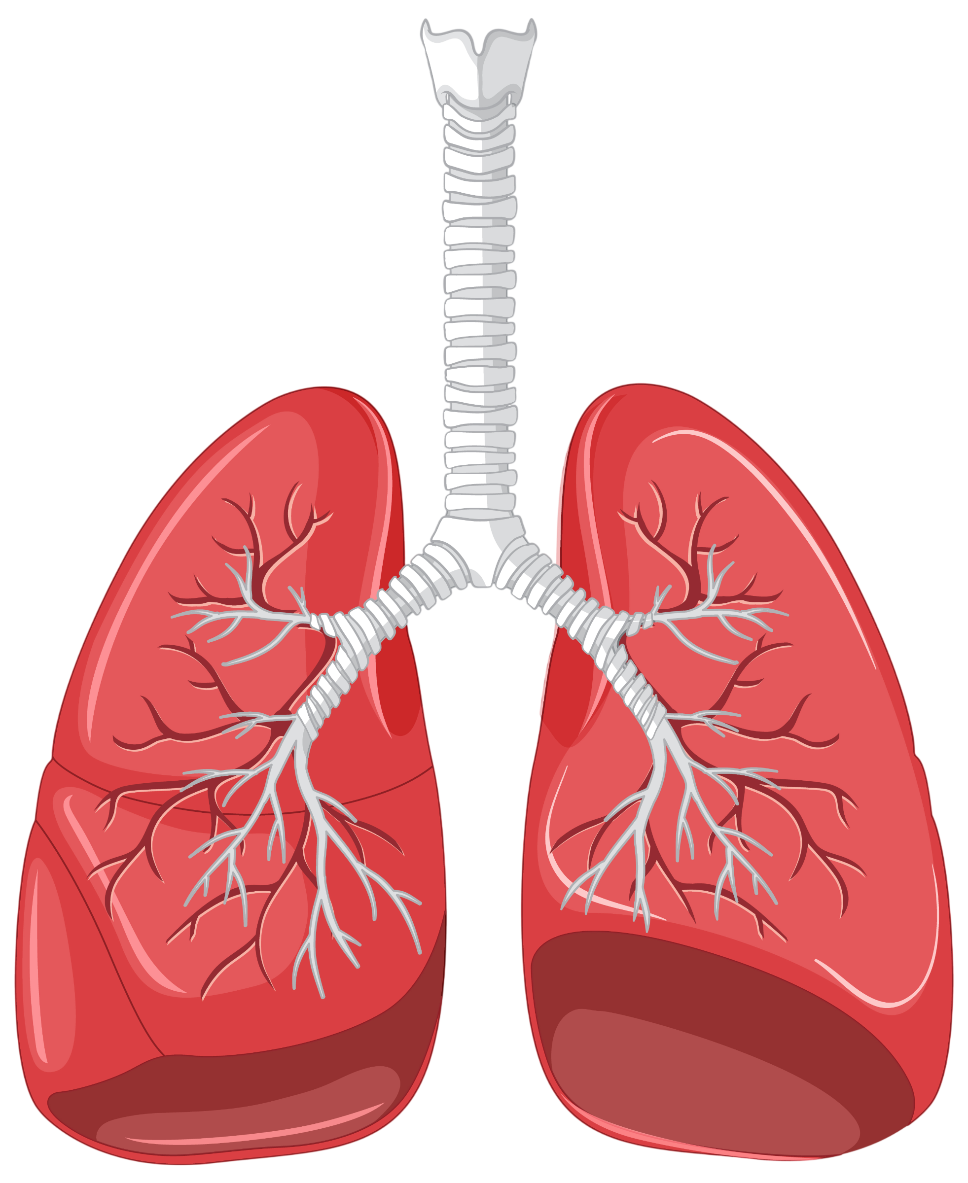 Pulmones